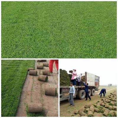 河北廊坊文安县草坪草皮生产种植基地--冷季型混播常