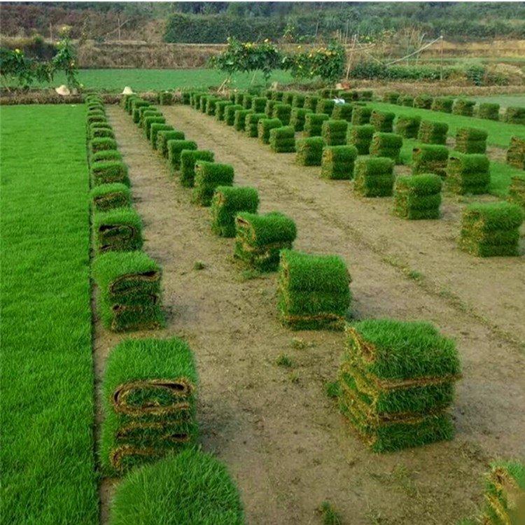 马尼拉草坪价格 绿化草皮草卷 带土草皮批发 湖南草坪批发