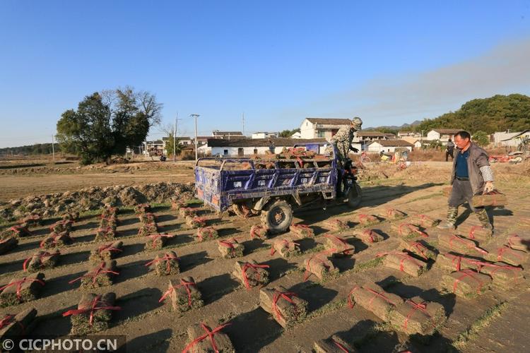 以上图片:2021年1月15日,江西省抚州市金溪县左坊镇后龚村草皮种植