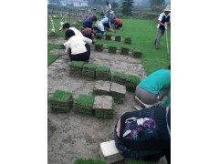 贵阳绿化【草皮种植方法】贵阳马尼拉草坪价格|草坪|绿化苗木|供应信息|597苗木网