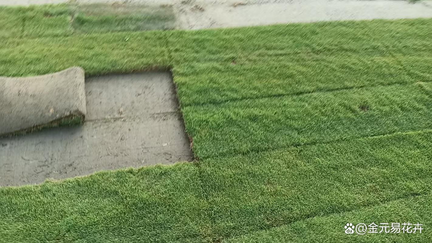 我们的草坪基地,是一片绿色的梦幻工厂,总面积达「x」亩